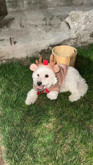 Вязка кобель Бишон фризе