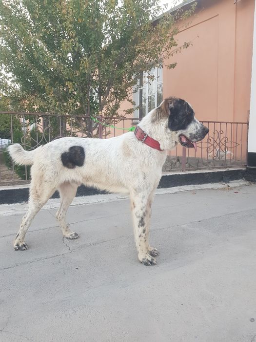 Молодой төбет сатылады