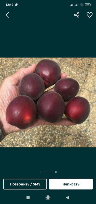 Shaftoli kuchatlari optum narxlarda 12 ta viloyatga dastafkamiz bor