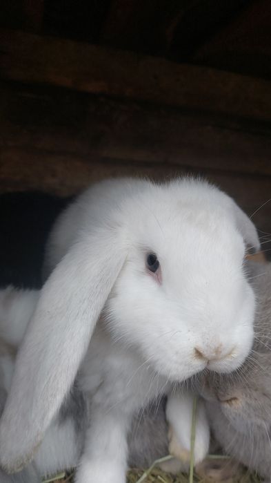 Vand toți ieprui 6 buc Berbec German