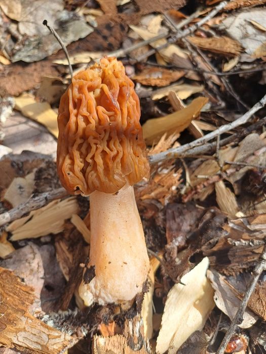 Zbarciogi de pădure