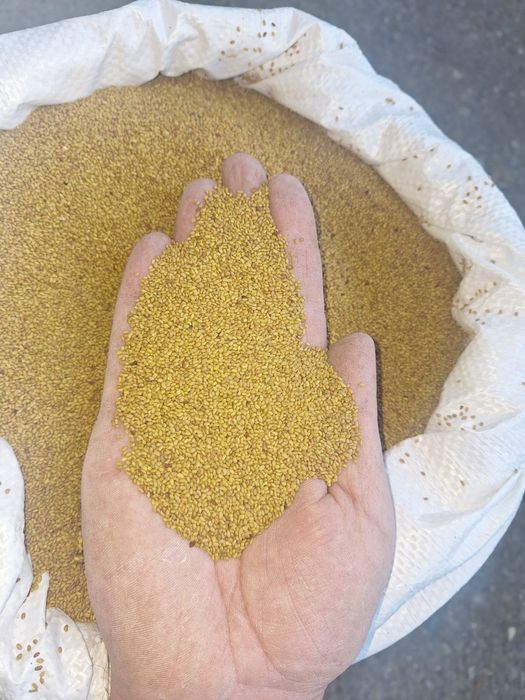 Samanta Lucerna Selectată si Descuscutata recolta 2025,cu acte pt Apia