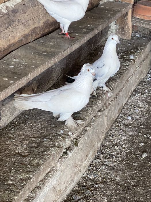 Vand porumbei pave si incaltati