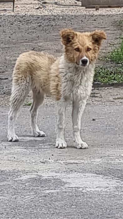 Отдам щенят в добрые руки!!!