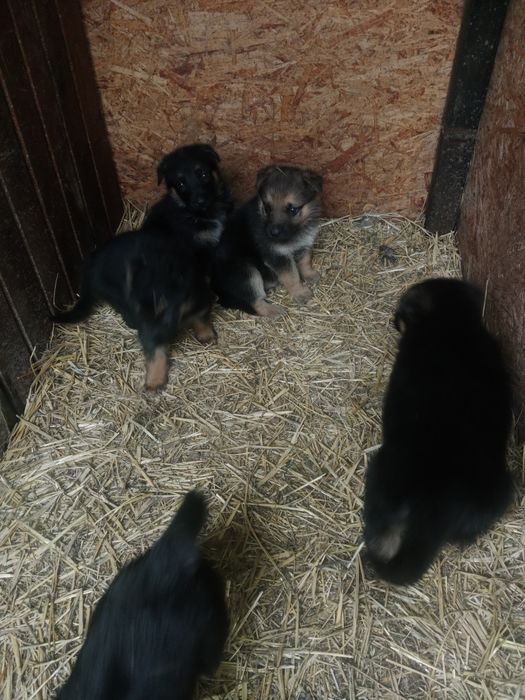 Немецкой овчарки