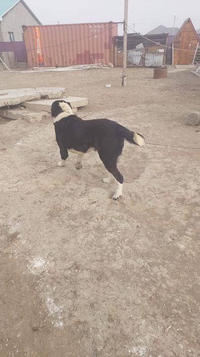 Алабай бір жаста