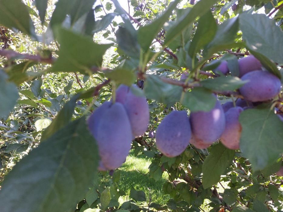 Vand mere Mere( Golden,Idared,Gala),PRUNE și Pere(pt consum și palinca)