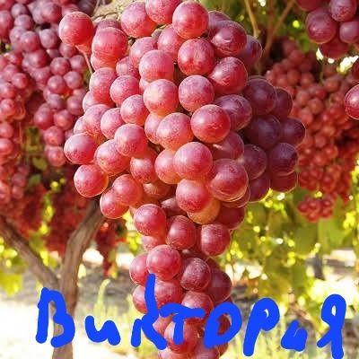 Саженцы винограда