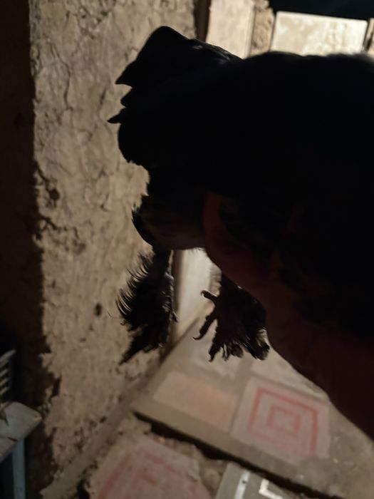 Пипин петух курица