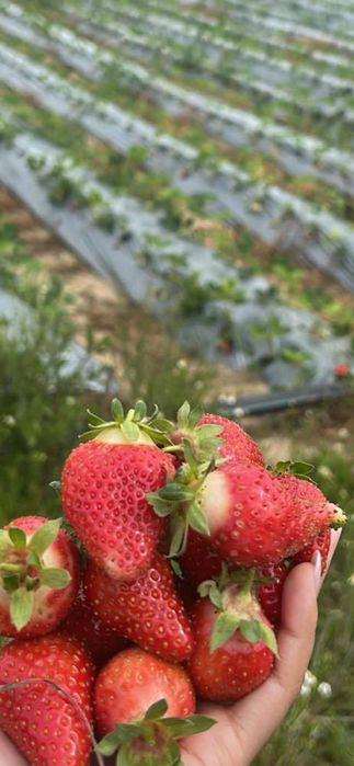 Продавам ягодиии