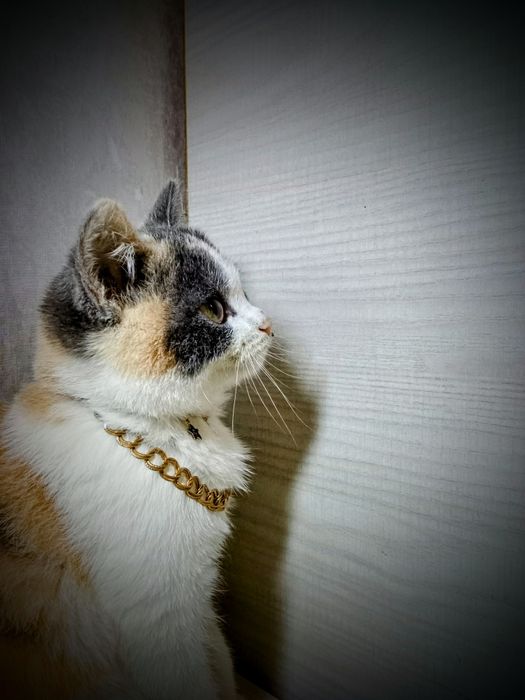 Отдам кошку и котенка