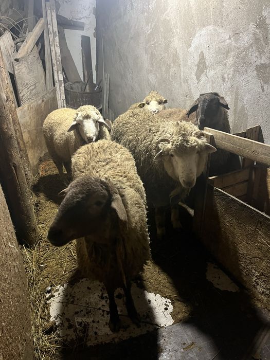 Продам баран готовый