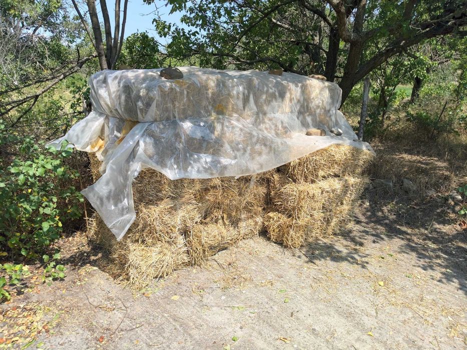 Baloți de lucernă (prima coasă)