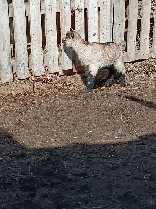 Продам козлика.. и козочку.