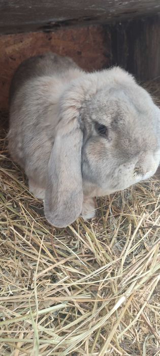 Vând iepuri rasa berbec german