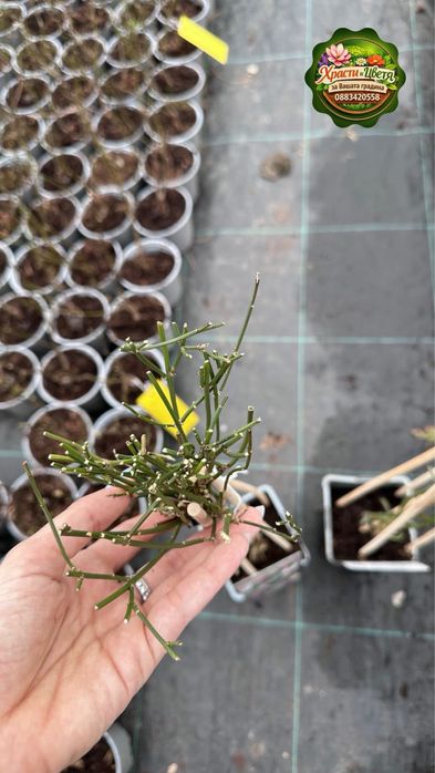 Жасмин Стефанезе