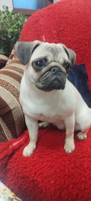 Продавам Кученце Мопс