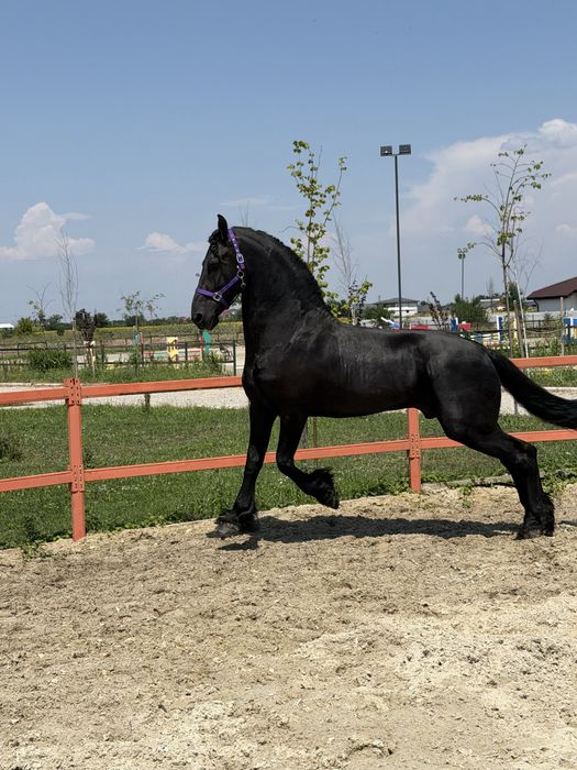 Armăsar Frizian KFPS de vânzare – calitate excepțională