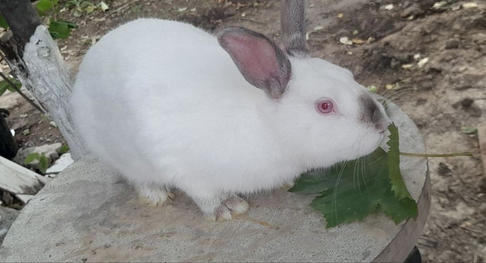 Қуён урғочиси сотилади, 7 ойлик/ Продаётся Кролик самец, 7 месяцев