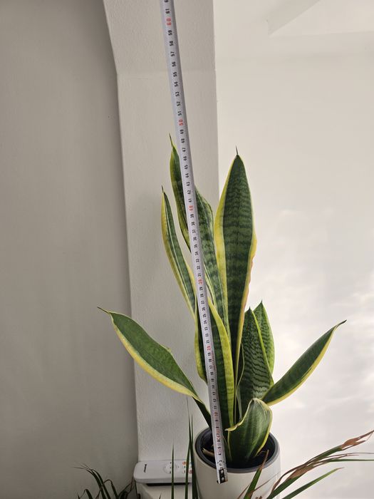 Planta limba soacrei