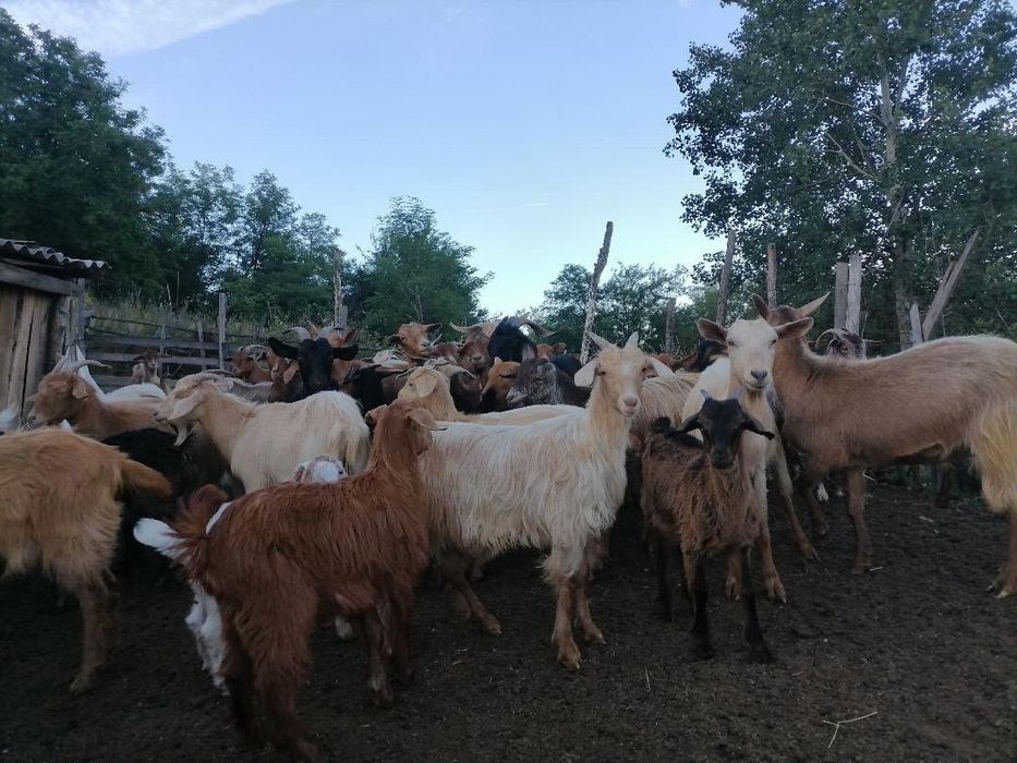 Capre și iezi de vânzare