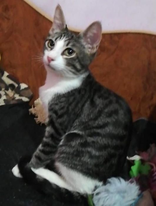 Metisi British Shorthair pui, gratuit