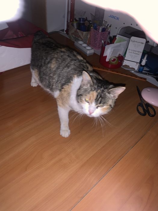 Пристрамваетя кошка