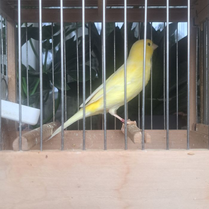 Vând canari slavujari 2025