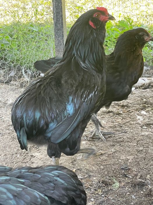 Cocos Araucana negru complet, 10 luni