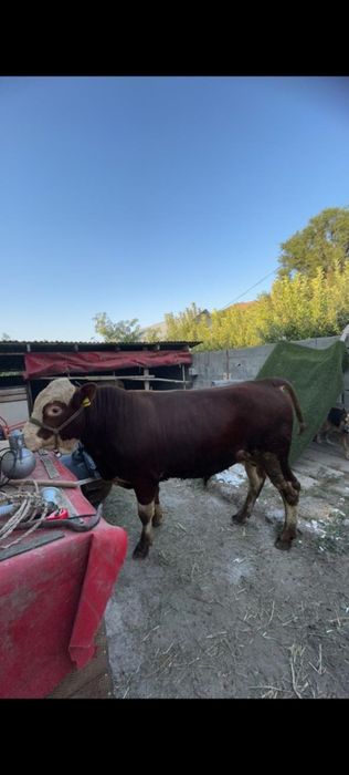 Продам племенного быка семинтал