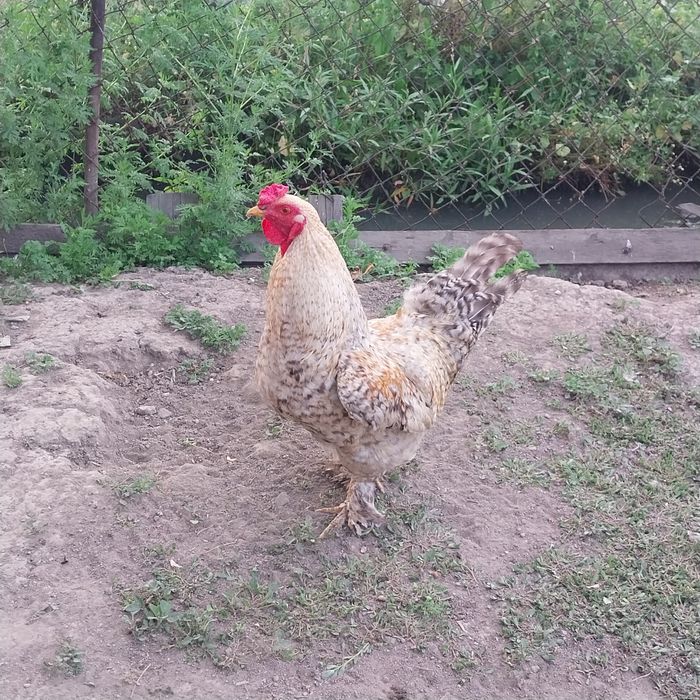 Продам домашний петух.