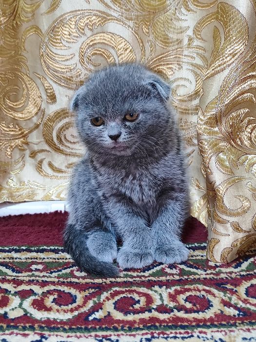 Породистые котятки