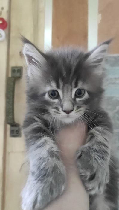 Котята мейн кун полидакт
