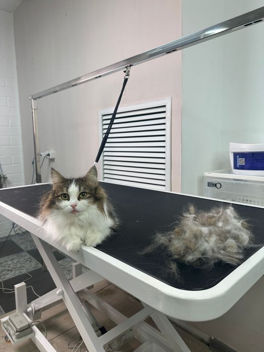 Груминг для домашних животных