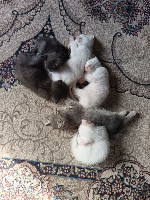 Скотш страйт хамда скотш фолд мушукчалар бор 2 ойлик