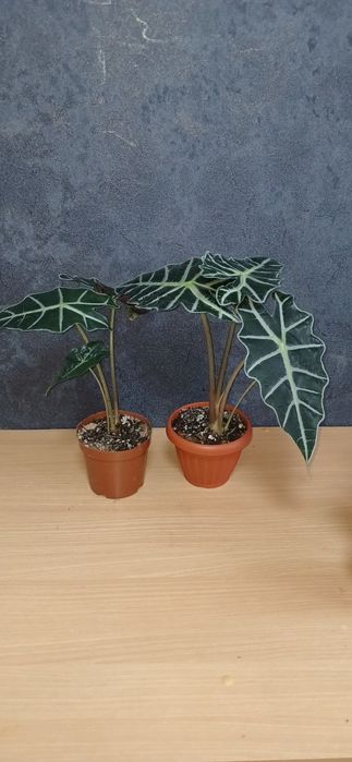 Комнатные растения от 2500