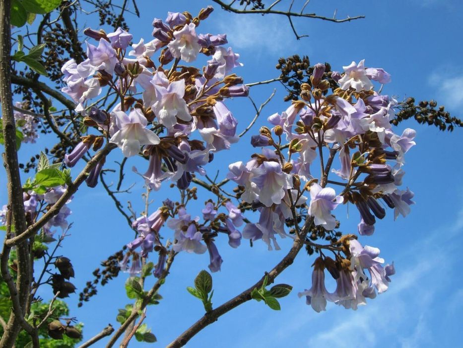 Paulownia tomentosa- butasi lemnificati, rezistenta la ger