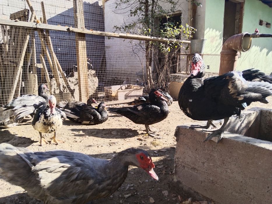 Индоуткалар сатылады Изумруд