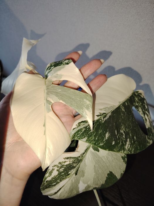 Продам монстеру Альба. Талгар