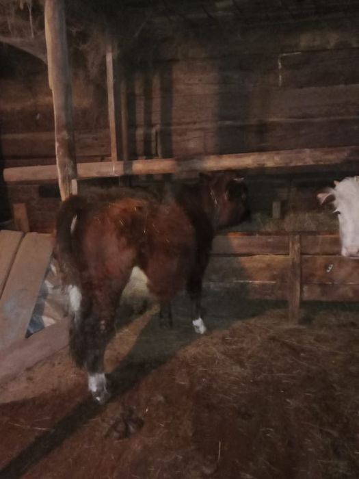 Семіз баспақтар сатылады