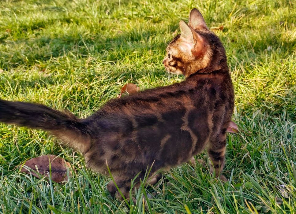 Бенгальские котята с документами