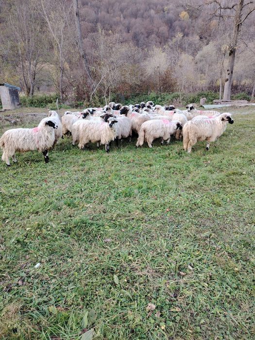 Oii de vânzare detali la telefon