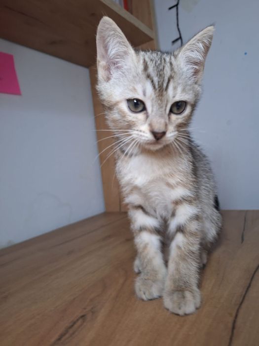 Котенок алматы серый срочно
