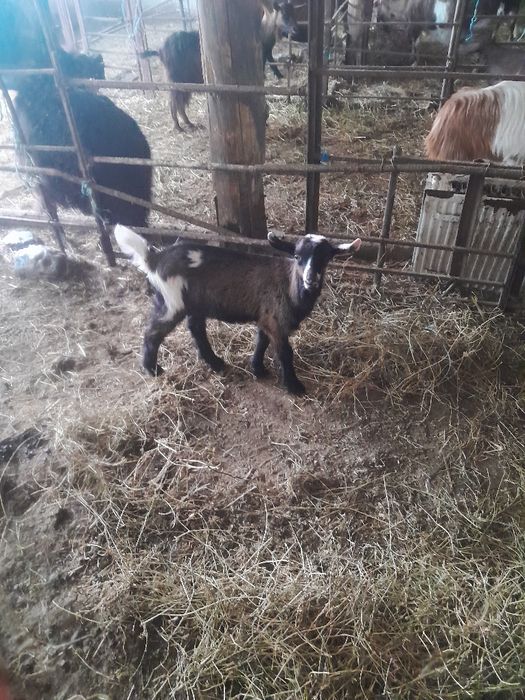 Vând tap ciut genetic