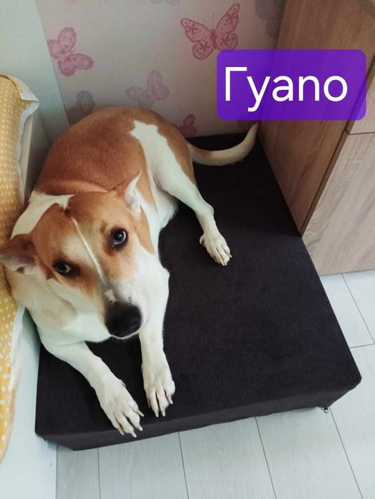 Изработваме МАТРАК -СТЪПАЛО    за кучета