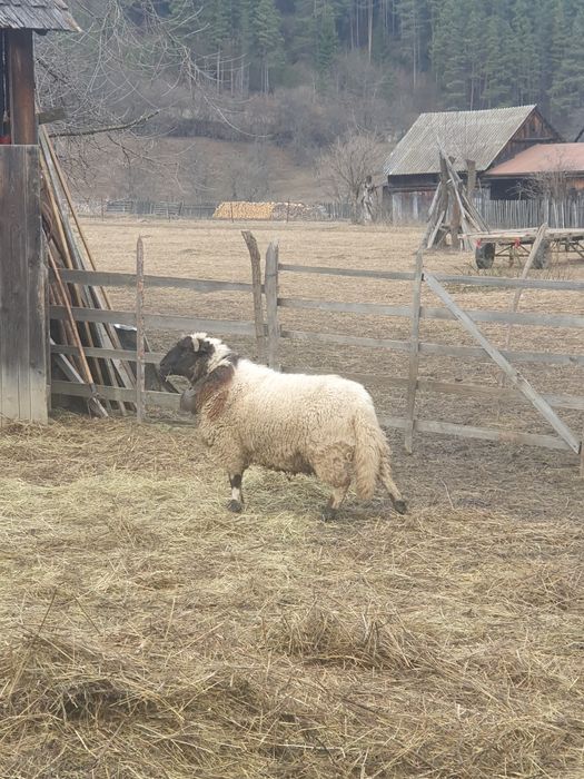 Berbec de vânzare, metis rasa carne Dorper
