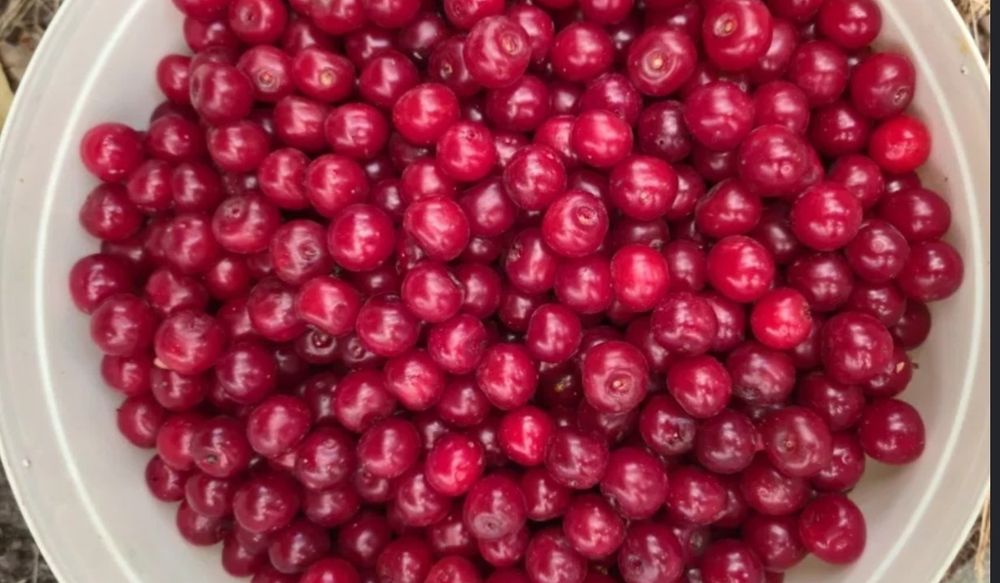 Вишня сочная спелая