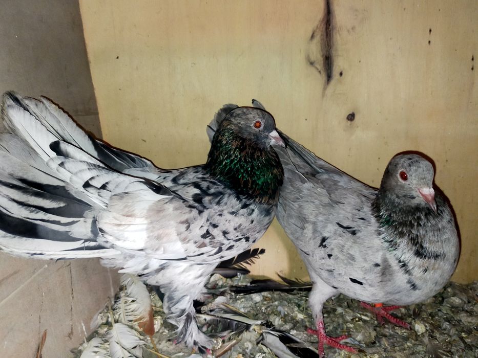Голуби мраморные  широкохвостые