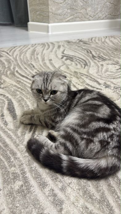 Шотландская вислоухая