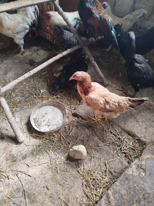 Продам курей петушков домашних